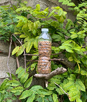 Transform a used plastic bottle to create the perfect feeder for your garden birds.
