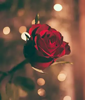 Valentines Day is just around the corner. If you’re looking for a romantic escape, we’ve got you covered with our cosy holiday cottages.